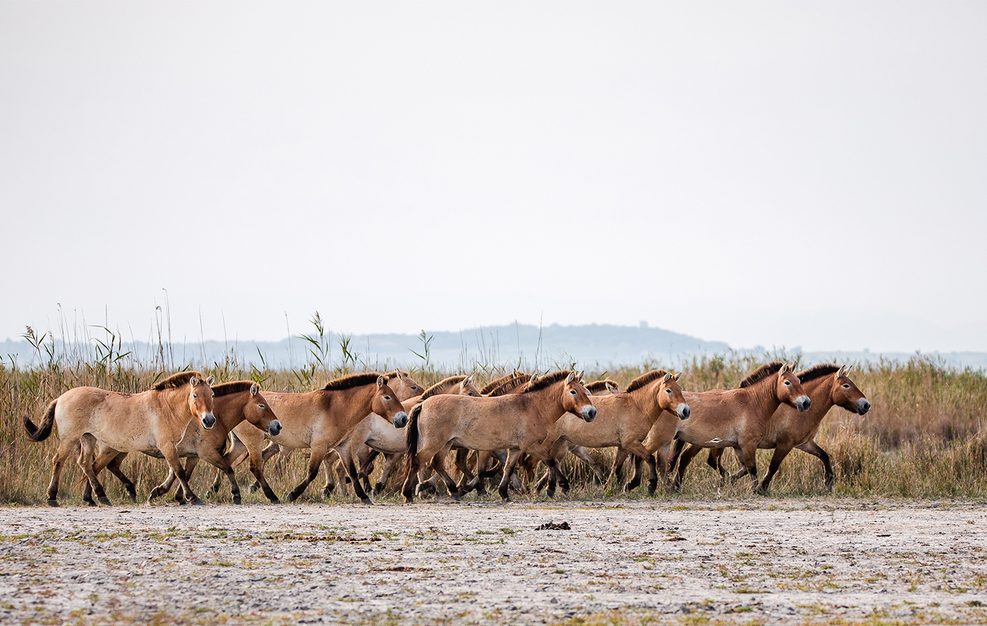 Przewalski Pferde ©NP Neusiedler See/H. Assil