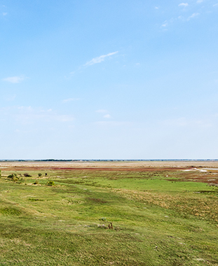 Steppe soweit das Auge reicht Program Overview ©NP Neusiedler See