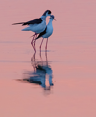 Vogelvielfalt am Wasser Program Overview ©NP Neusiedler See/R. Kogler