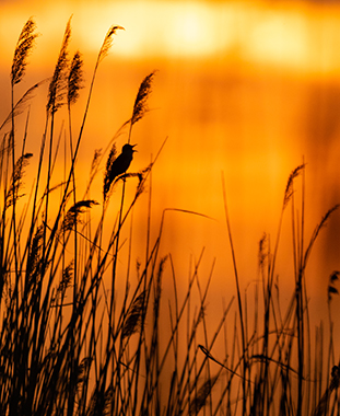 Wenn es Abend wird im Nationalpark Program Overview ©NP Neusiedler See/R. Kogler