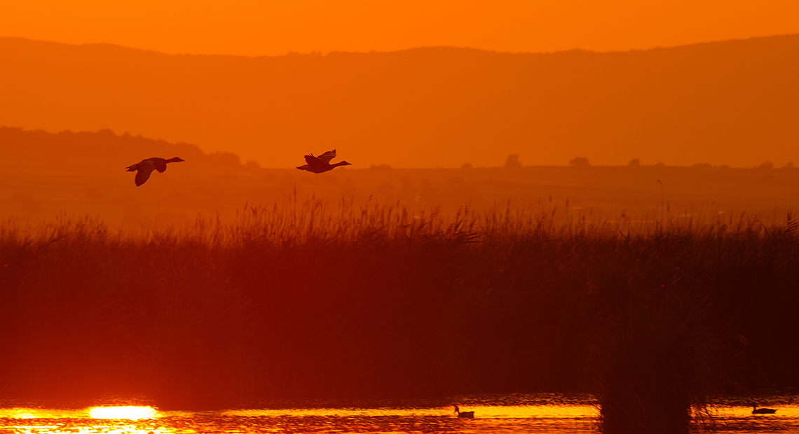 Gänsestrich Header ©NP Neusiedler See/R. Kogler