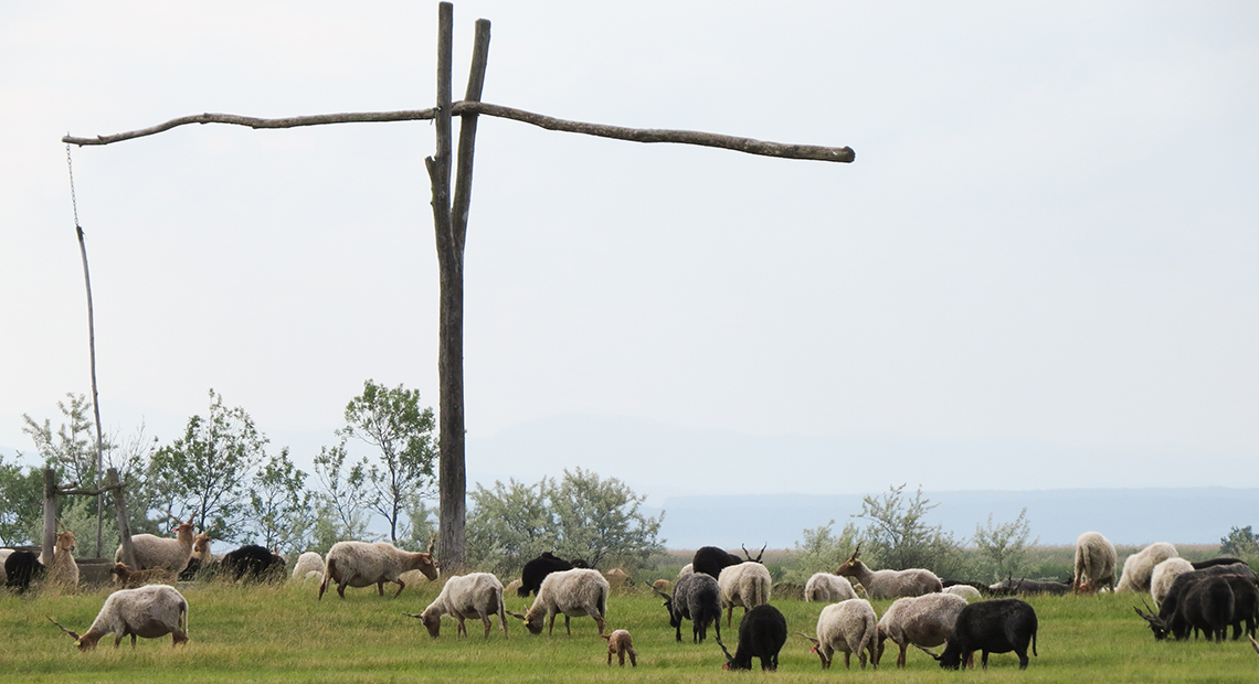 Grenzenlose Natur Header ©NP Neusiedler See/A. Zach