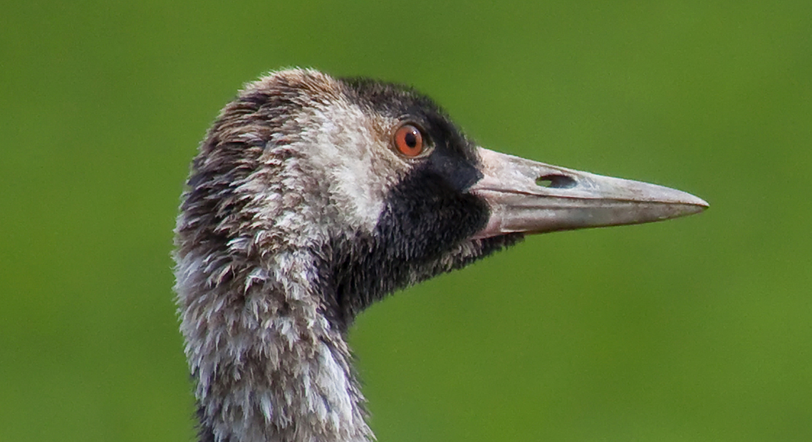 Kraniche und Gänse Header ©NP Neusiedler See/R. Kogler