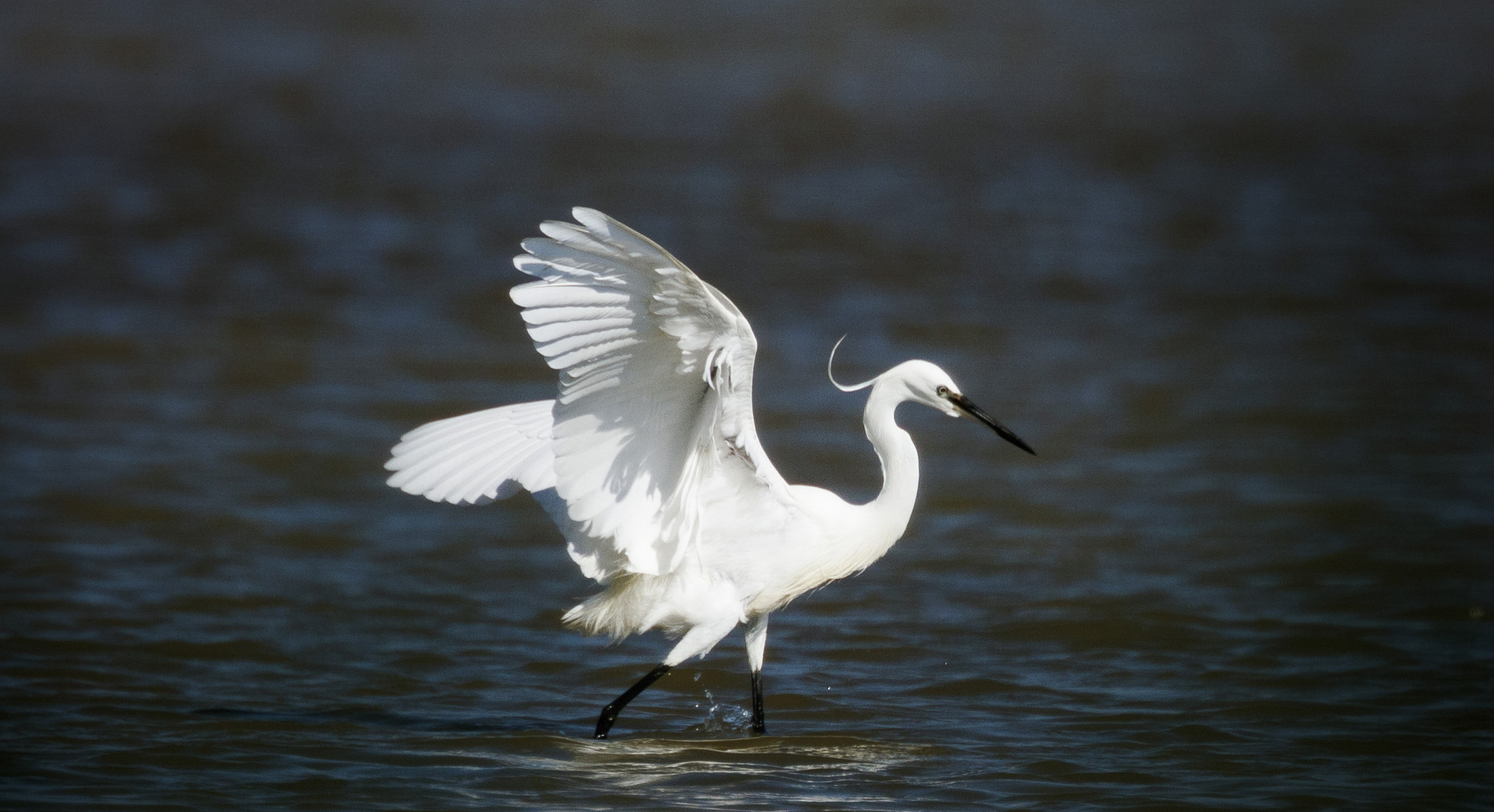 Nationalfeiertag Header ©NP Neusiedler See/R. Kogler