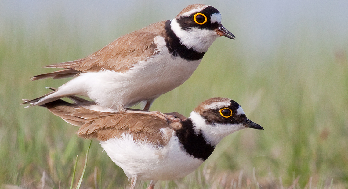 Vögel im Nationalpark Header ©NP Neusiedler See/R. Kogler