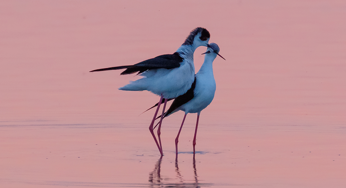 Vogelvielfalt am Wasser Header ©NP Neusiedler See/R. Kogler