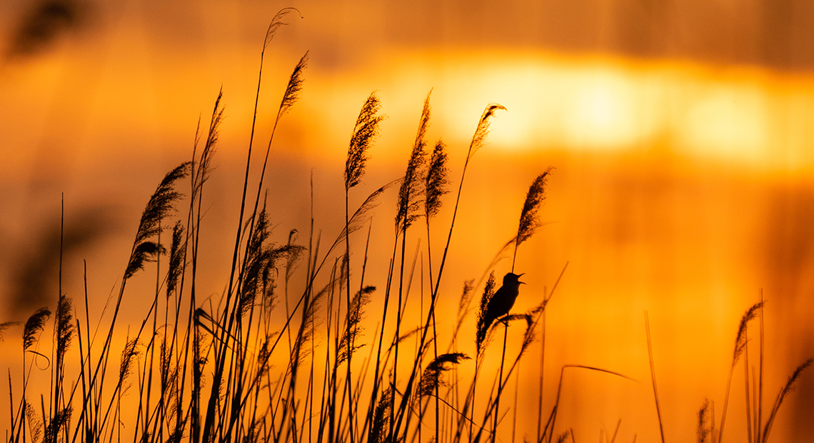 Wenn es Abend wird Header ©NP Neusiedler See/R. Kogler