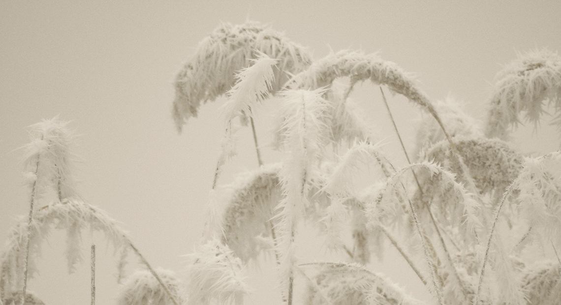 Winter im Nationalpark Header ©NP Neusiedler See/C. Haschek