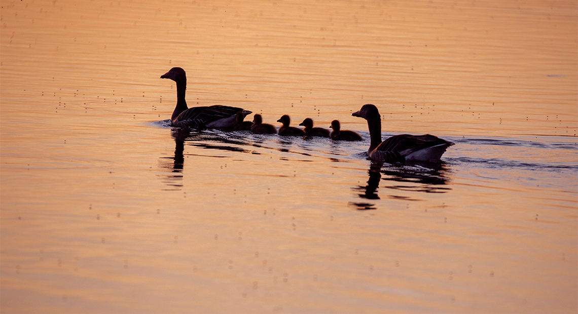 Graugansfamilile am Neusiedler See ©NP Neusiedler See/H. Assil