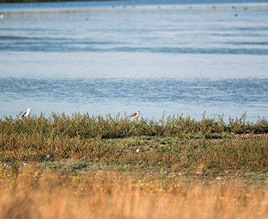 Salzlacke ©NP Neusiedler See/H. Assil