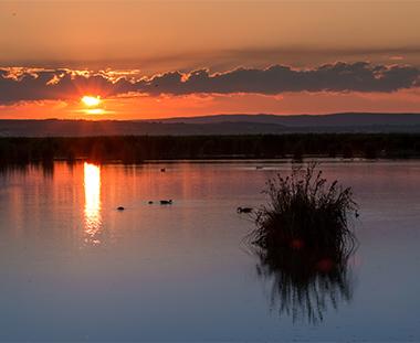 Südliche Seekoppel ©NP Neusiedler See/H. Assil