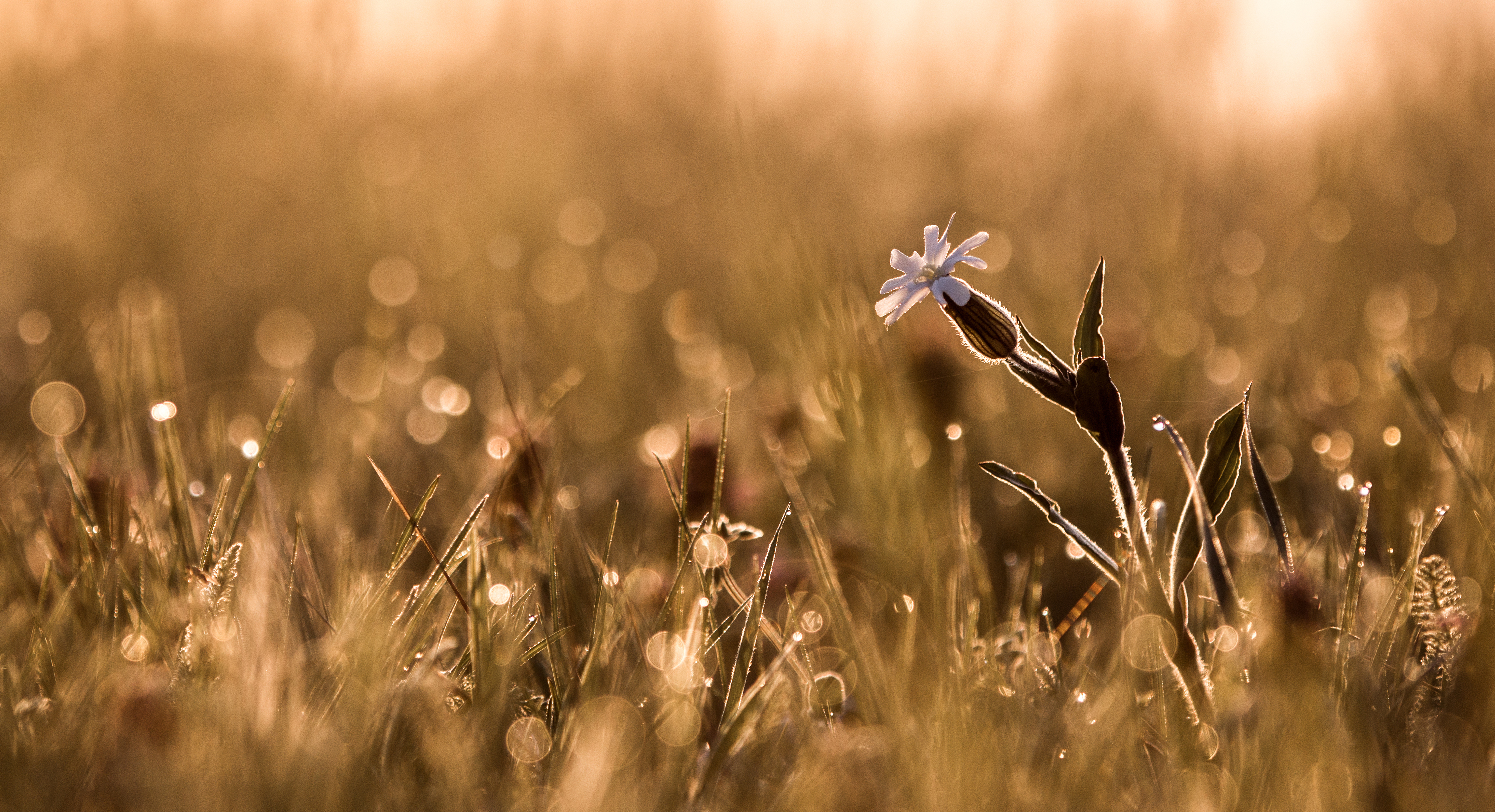 Lichtnelke ©NP Neusiedler See/H. Assil