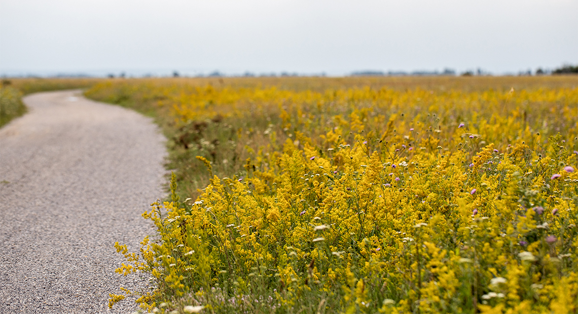 Weg an der Langen Lacke ©NP Neusiedler See/H. Assil