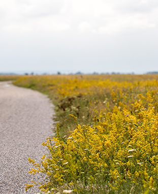 Weg an der Langen Lacke ©NP Neusiedler See/H. Assil