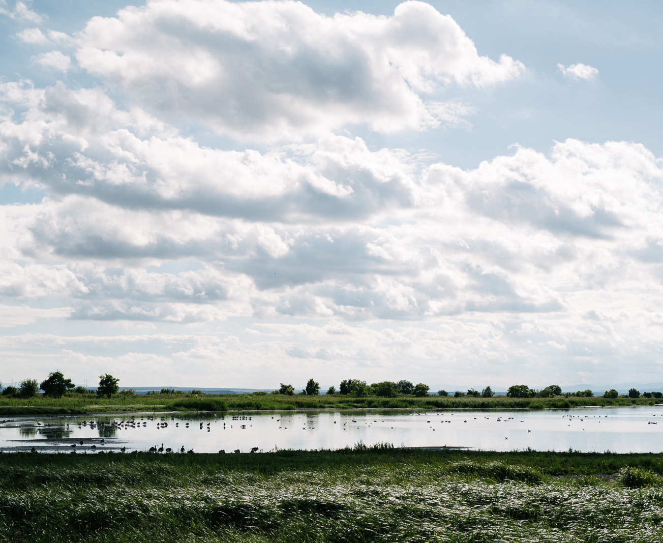 bewölkte Lacke ©NP Neusiedler See/S. Freiler