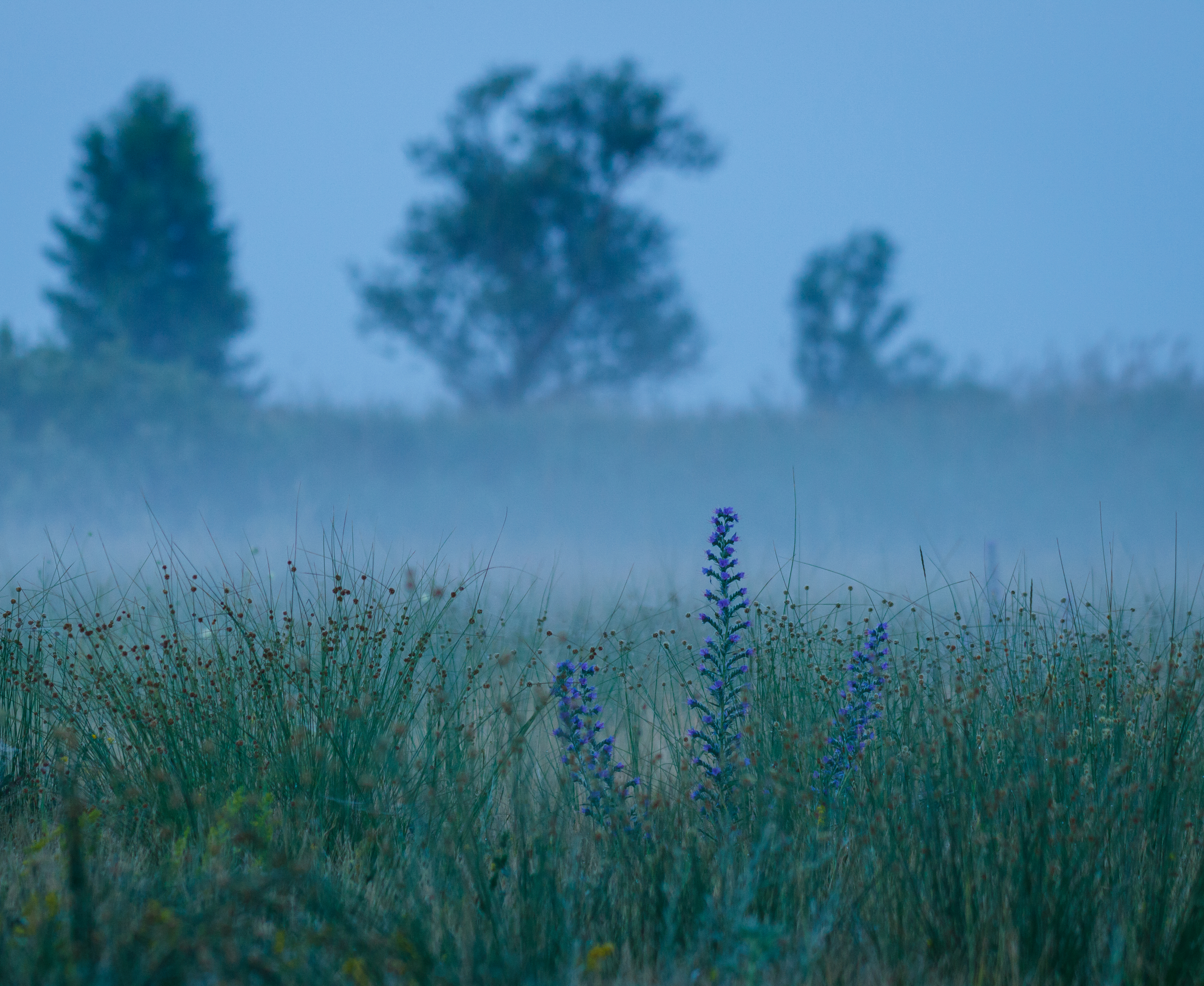 Wiese ©NP Neusiedler See/R. Kogler