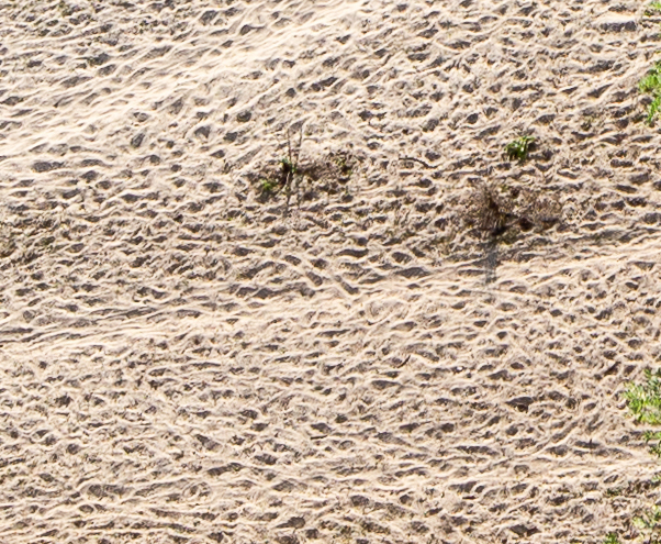 Sand im Sandeck ©NP Neusiedler See/H. Assil