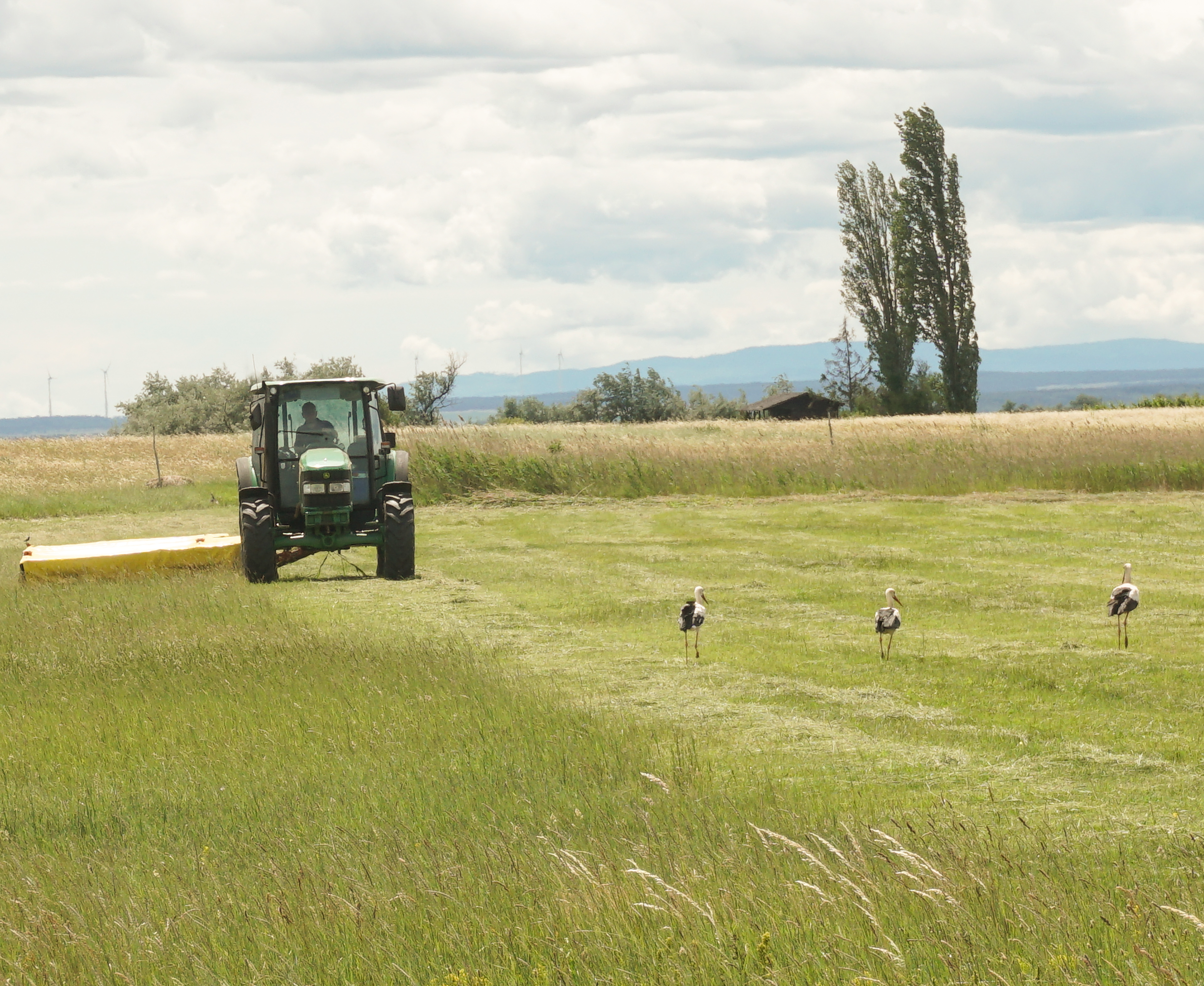 Wiesenmahd ©NP Neusiedler See/M. Kroiss