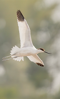 Fliegender Säbelschnäbler ©NP Neusiedler See/A. Seebacher, M. Gruber