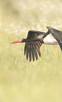 Schwarzstorch ©NP Neusiedler See/A. Seebacher, M. Gruber