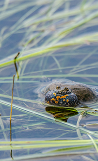 Rotbauchunke ©NP Neusiedler See/H. Assil