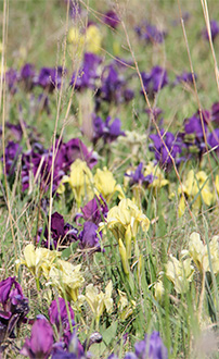 Zwergschwertlilie ©NP Neusiedler See/C. Haschek