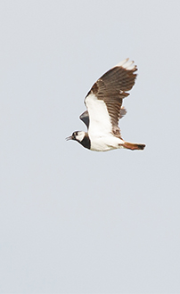 Kiebitz ©NP Neusiedler See/R. Kogler