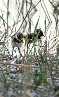 Juvenile Kiebitze ©NP Neusiedler See/H. Assil