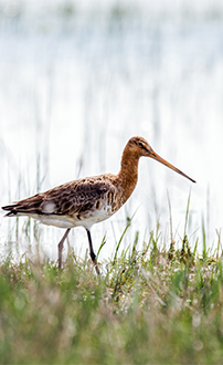 Uferschnepfe ©NP Neusiedler See/H. Assil