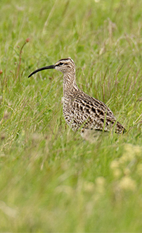 Regenbrachvogel ©NP Neusiedler See