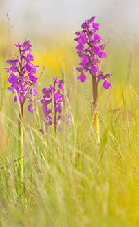 Kleines Knabenkraut ©NP Neusiedler See/R. Kogler