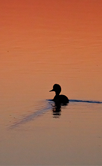 Kolbente am Abend ©NP Neusiedler See/R. Kogler