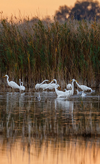 Reiher vor Schilf ©NP Neusiedler See/R. Kogler