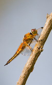 Vierfleck Libelle am Ast ©NP Neusiedler See/R. Kogler