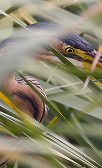 Purpurreiher ©NP Neusiedler See/A. Seebacher, M. Gruber