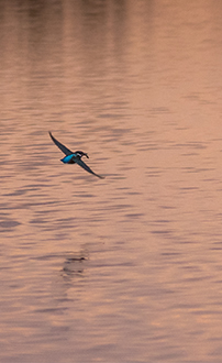 Eisvogel im Flug ©NP Neusiedler See/R. Kogler