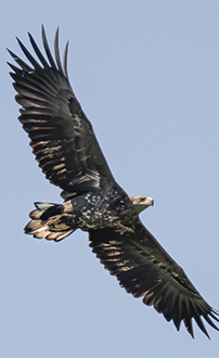 Seeadler ©NP Neusiedler See/A. Seebacher, M. Gruber