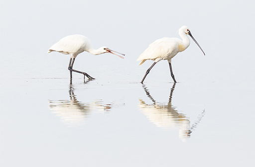 Löffler im Wasser ©NP Neusiedler See/R. Kogler