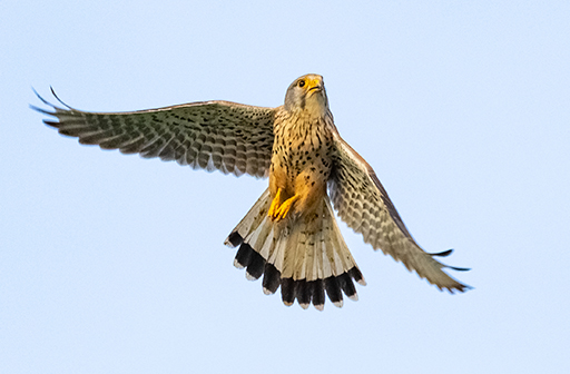 Turmfalke ©NP Neusiedler See/R. Kogler