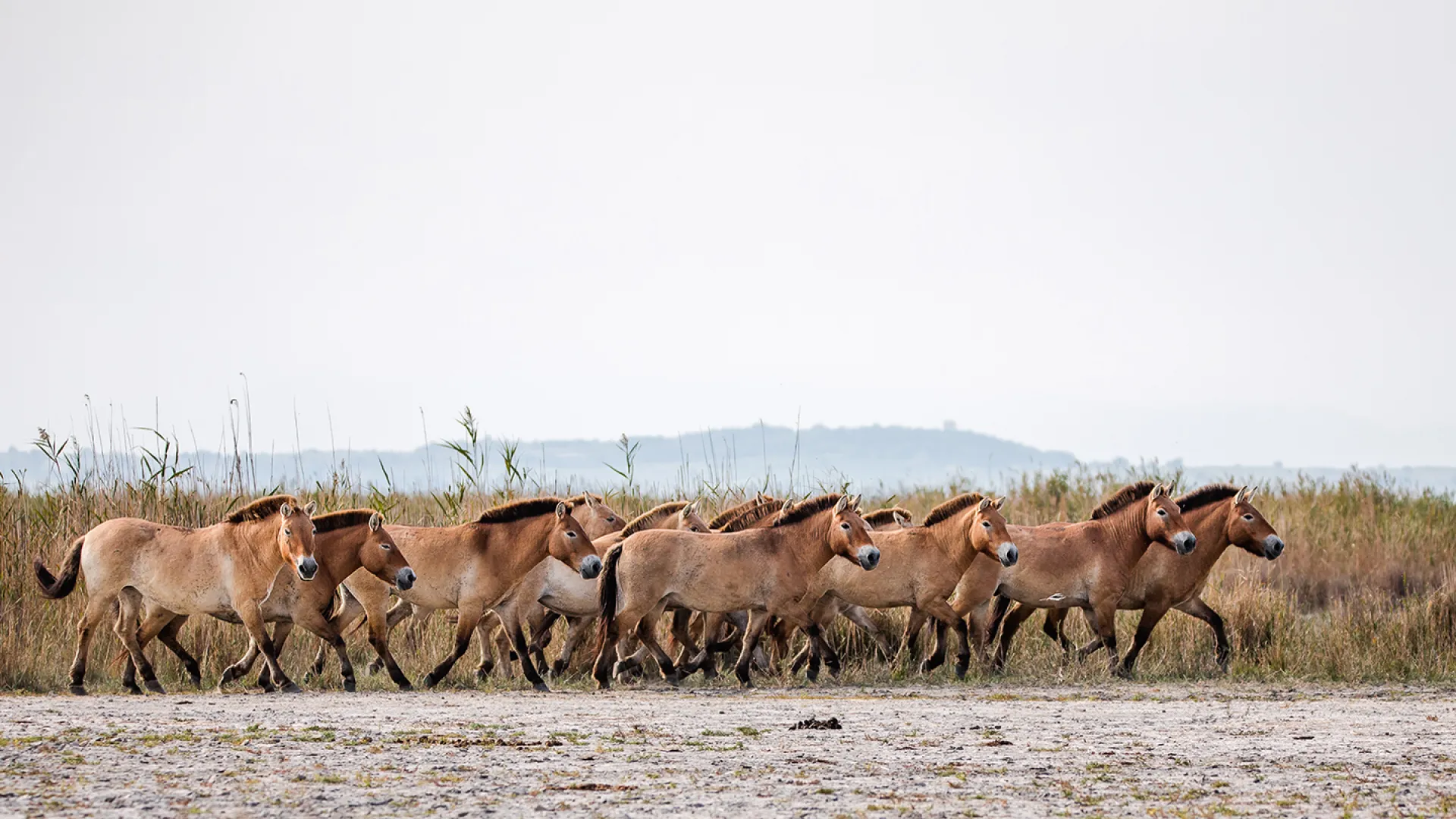 Przewalski Pferde Herde