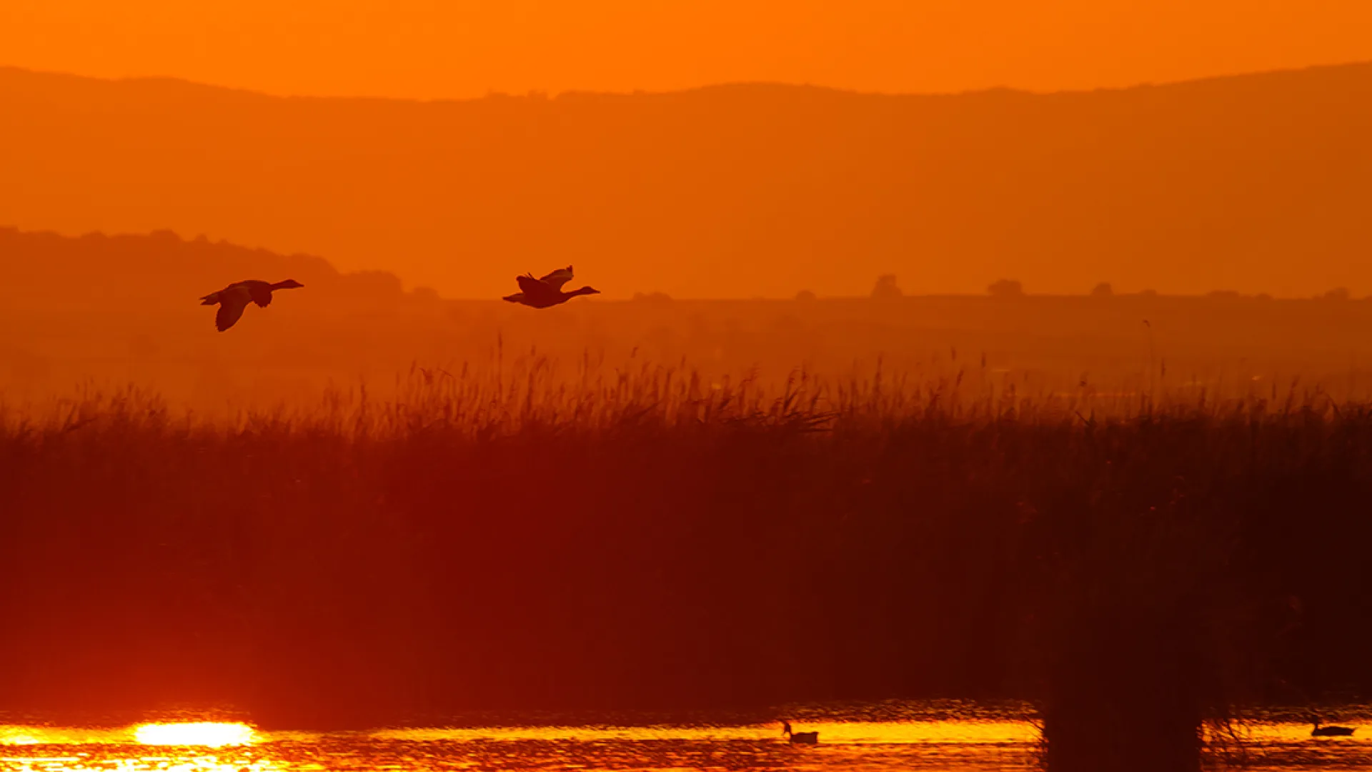 Zwei Gänse fliegen über den See im Abendrot
