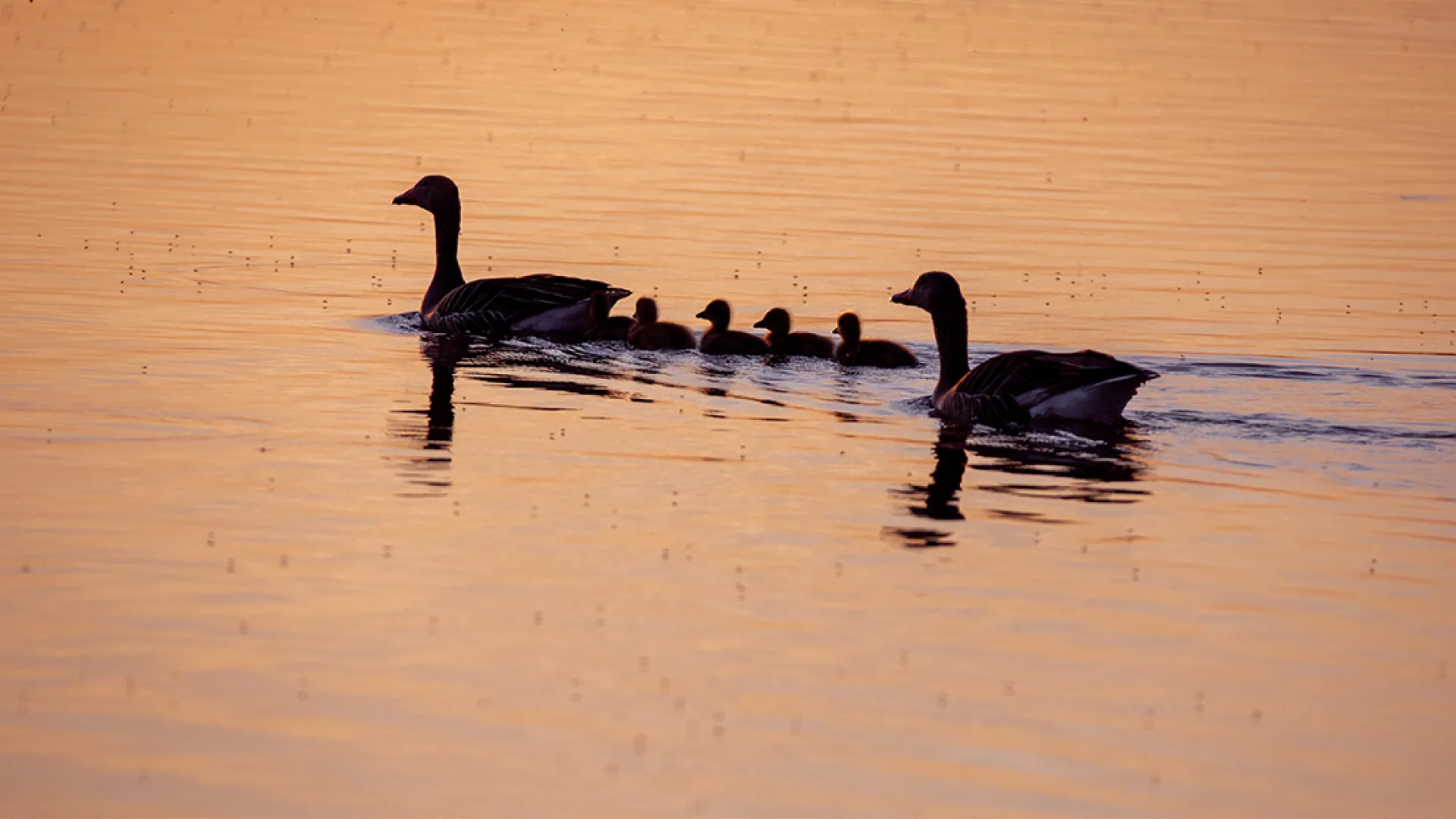 Graugansfamilie schwimmend