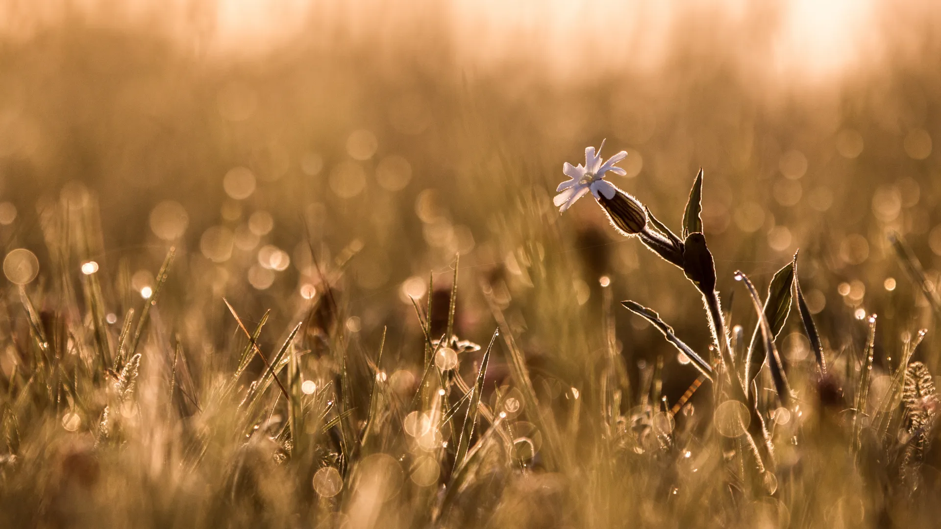 Lichtnelke, eine zarte Blume im taufrischen Gras