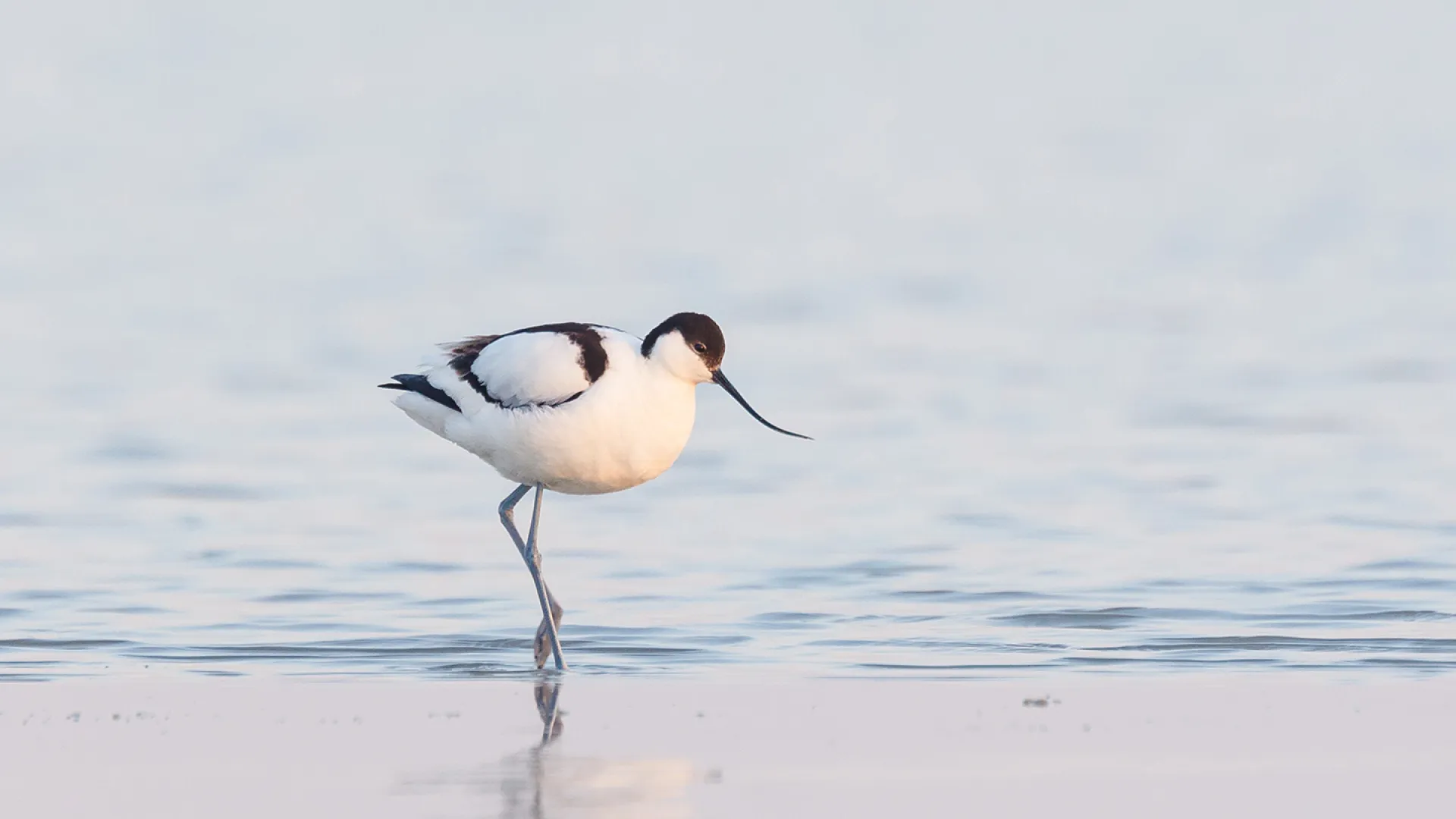 Säbelschnäbler, ein schwarz-weißer Wasservogel mit langem Schnabel