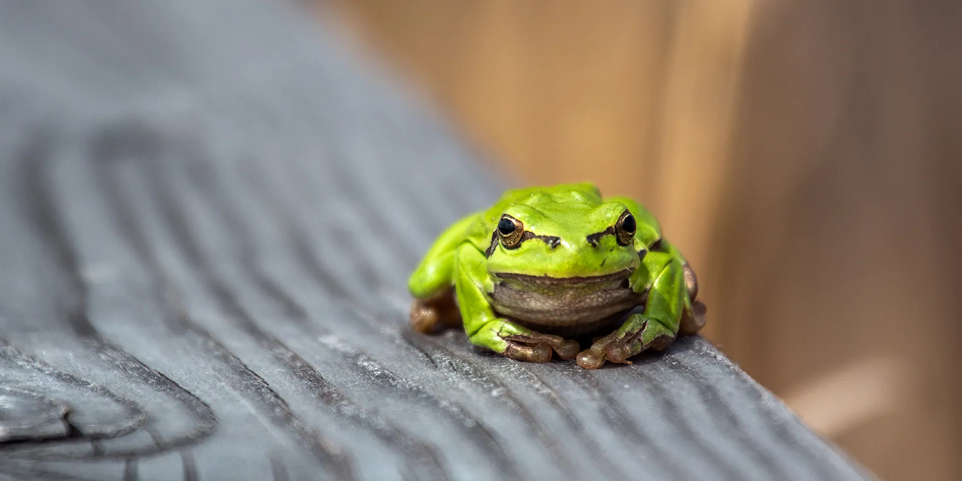Laubfrosch