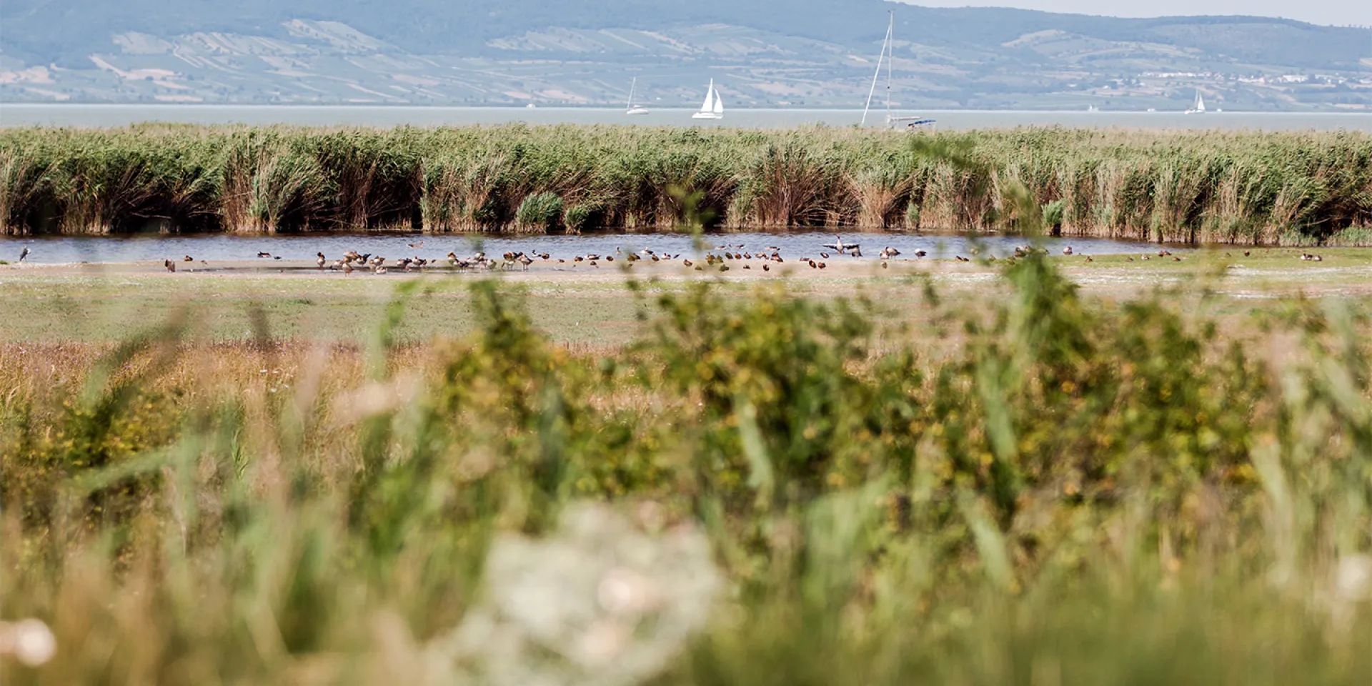 See im Hintergrund mit vielen Vögeln