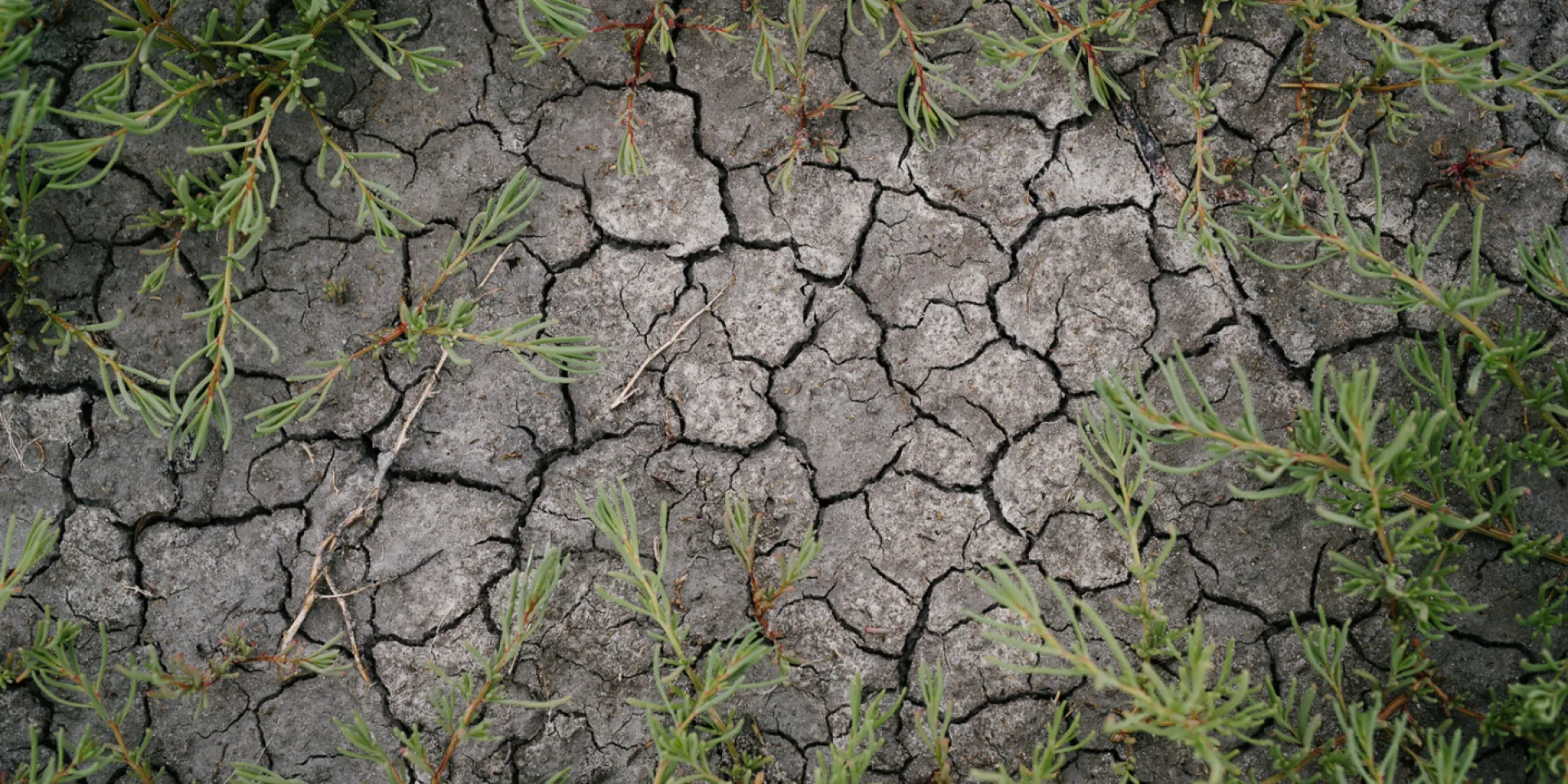 Boden der ausgetrocknet ist und deswegen tiefe Furchen zeigt
