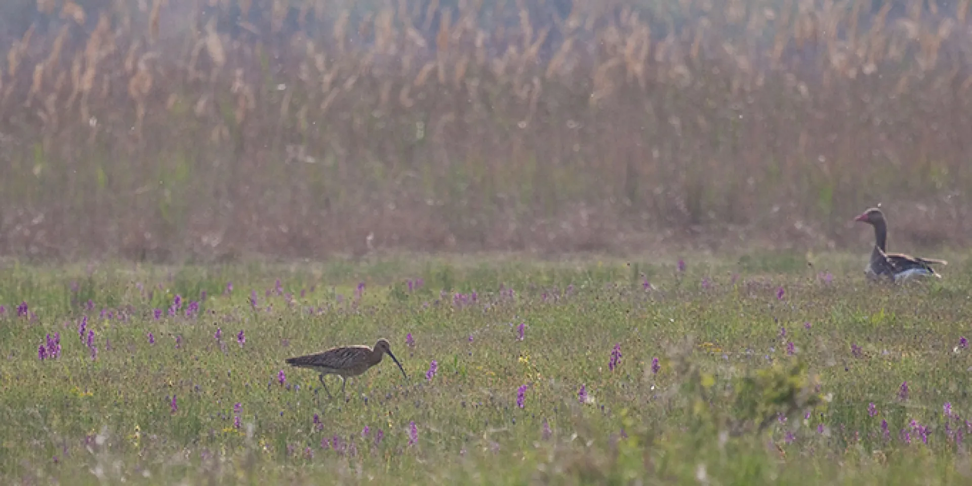 Brachvogel und Graugans in der Wiese