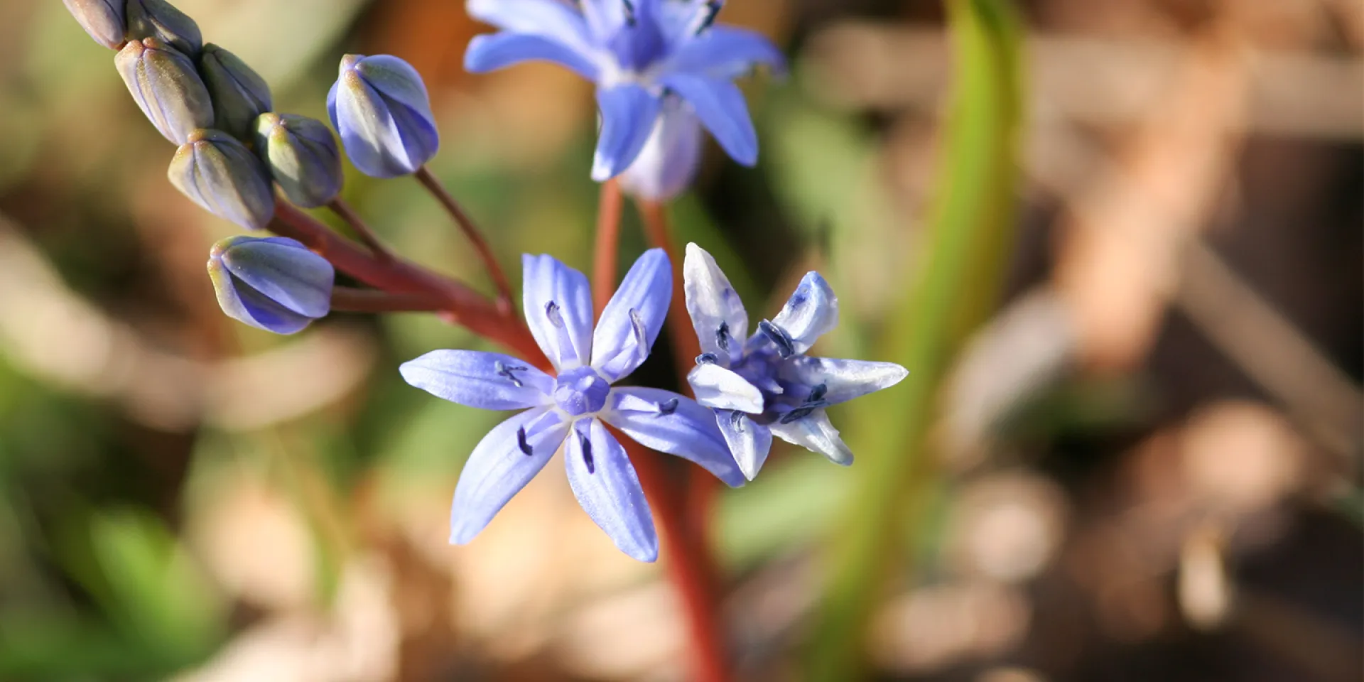 Leicht bläuliche Blume