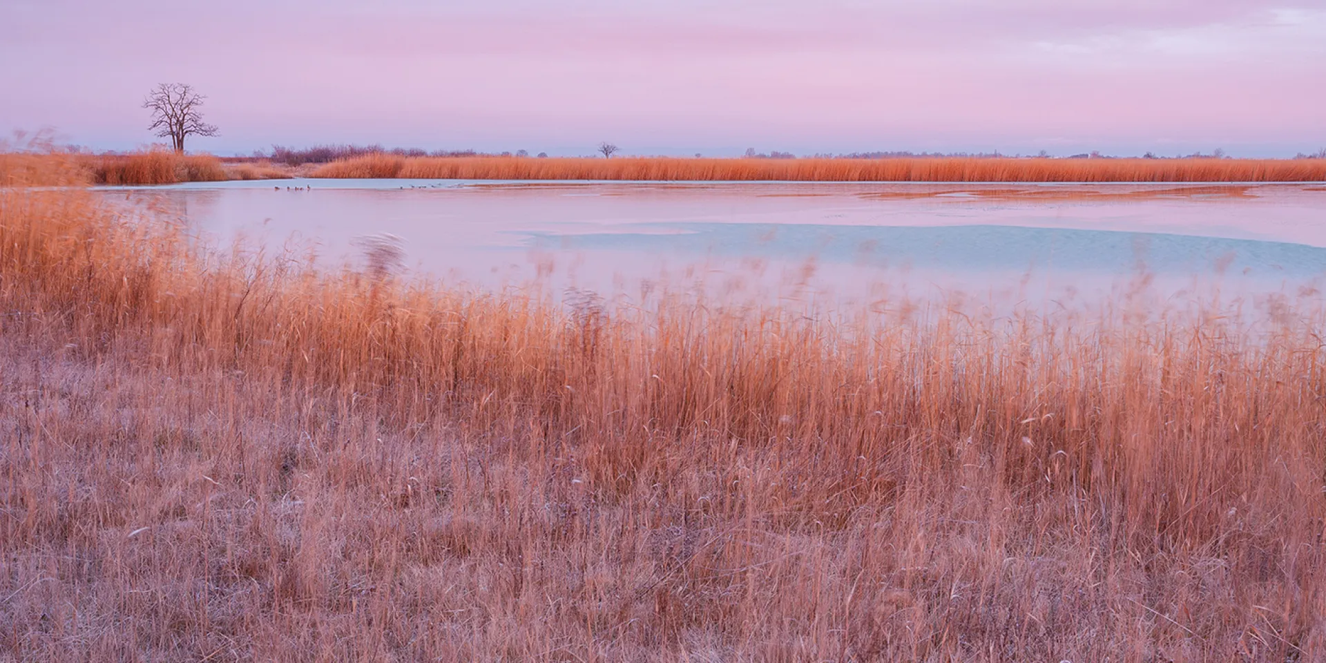 Leicht gefrorener See im Winter, Schilf um den See ist in rosa Morgensonne getaucht